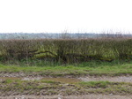 FZ004282 Laying hedge in South Wales.jpg